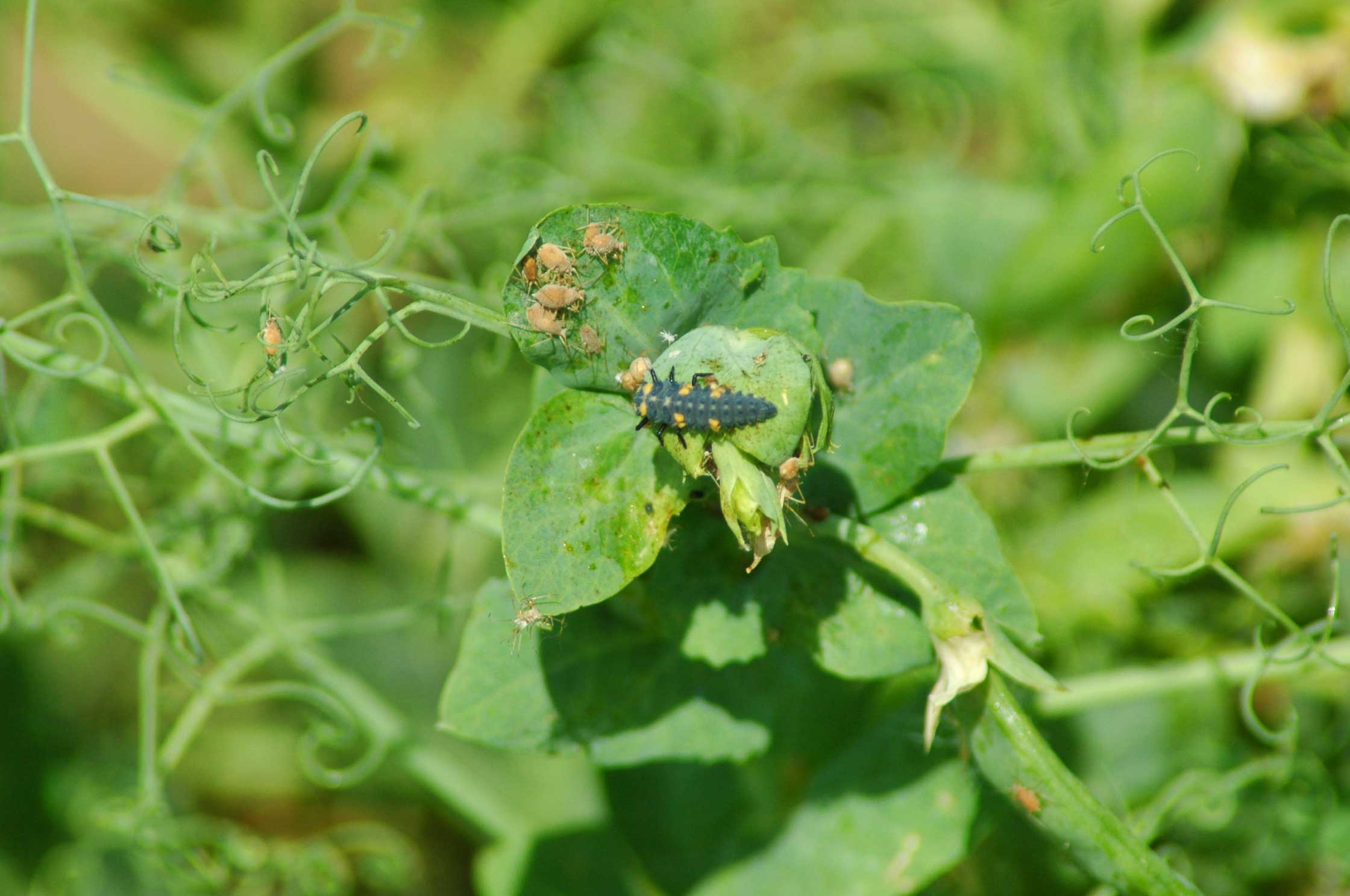 Minimizando los impactos ambientales de la producción agrícola