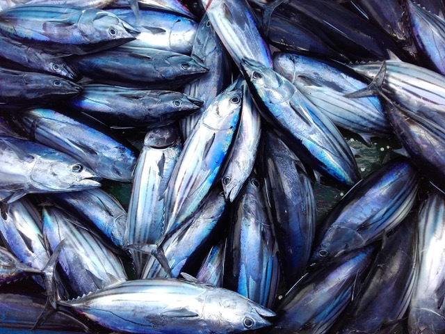 bonitos recién pescados