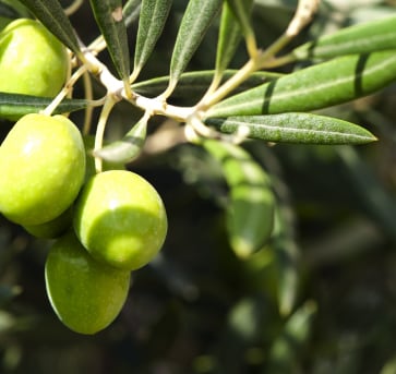 olivo alimentta