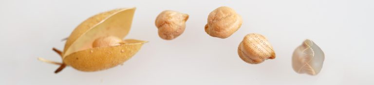 Garbanzos