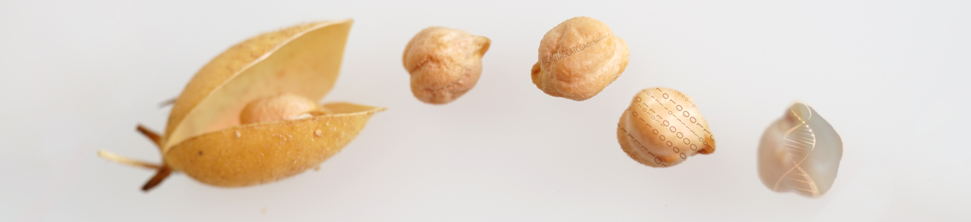 Garbanzos