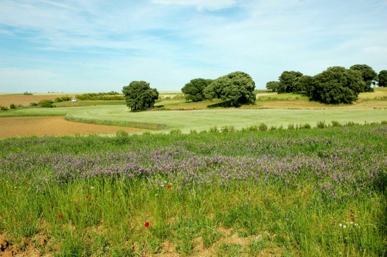 Campo de cereales
