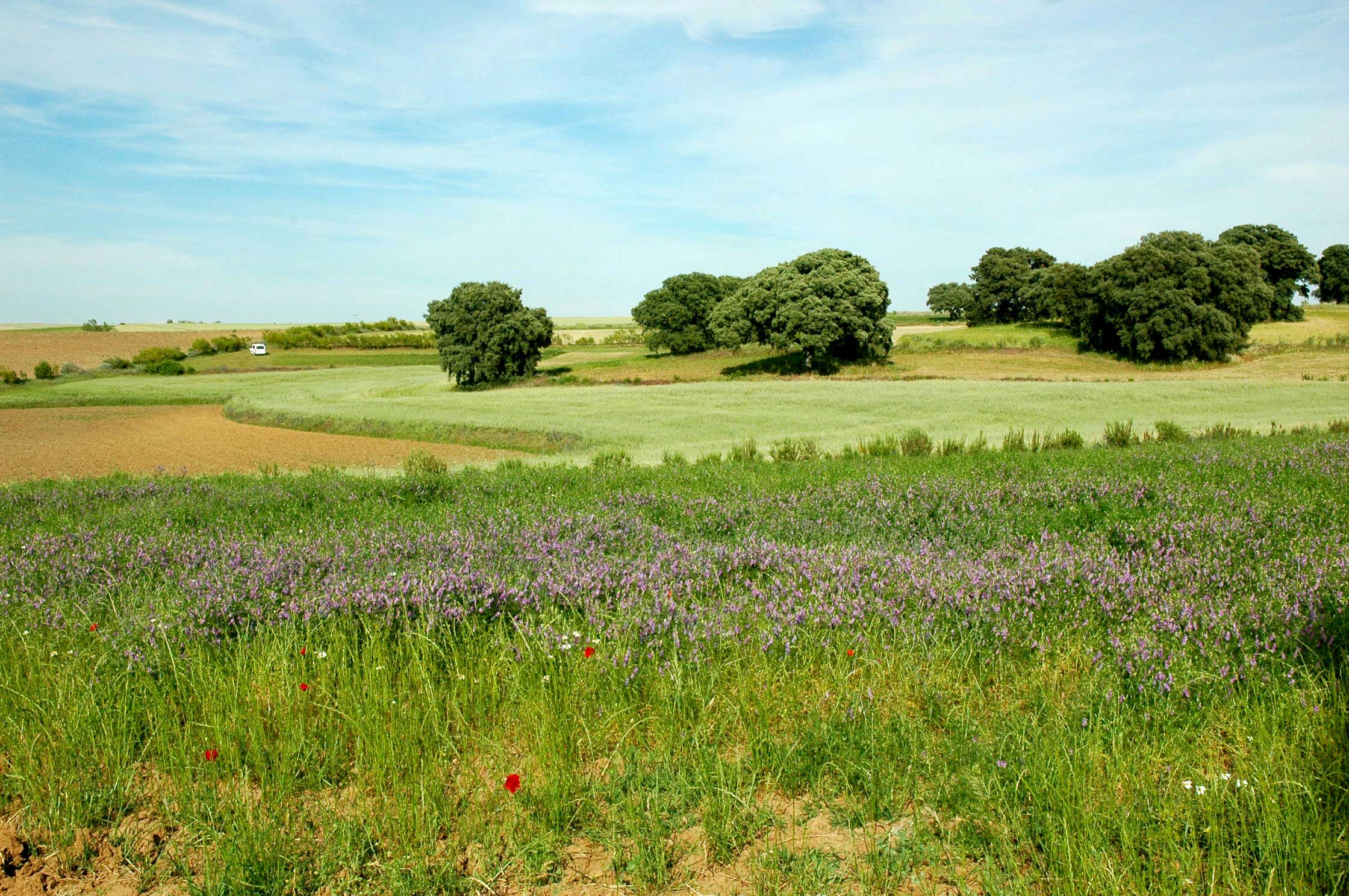 Campo de cereales