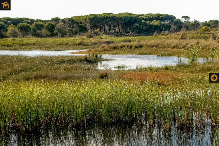 ImpulsaEco Doñana: proyecto para la mejora ambiental del entorno
