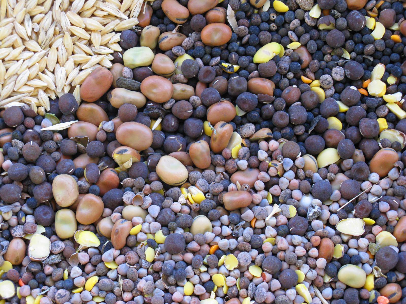 legumbres mediterráneas