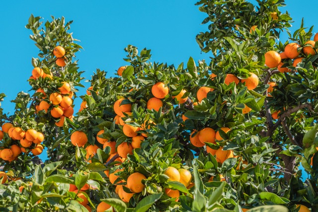 naranjas en el árbol