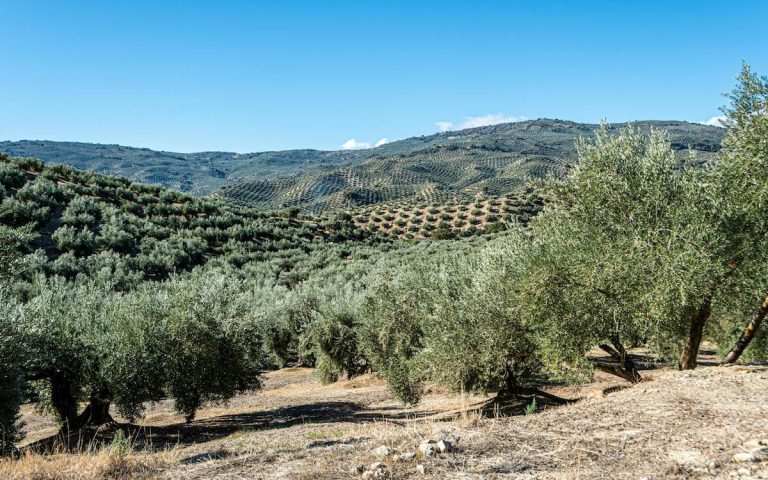 Campo olivar en Andalucía