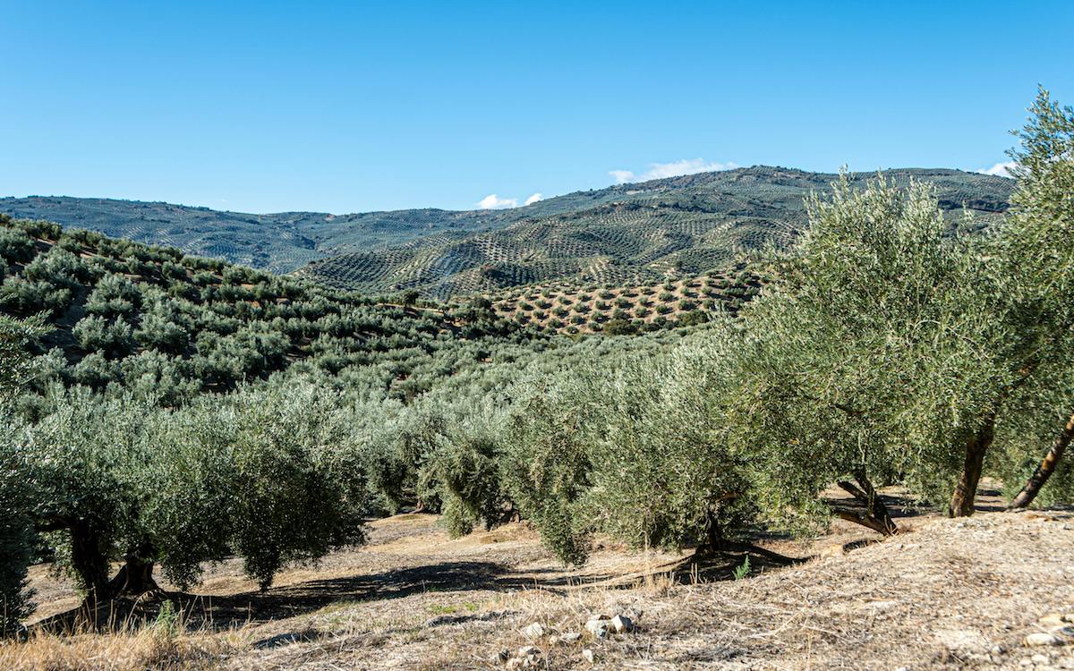 Campo olivar en Andalucía