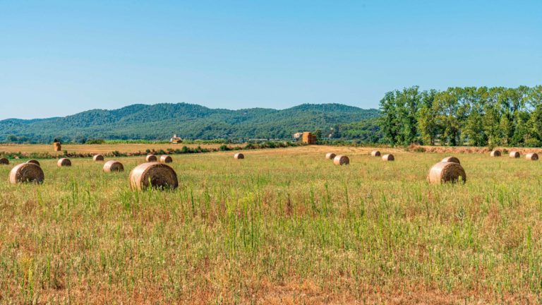 cultivo de cereales en el campo