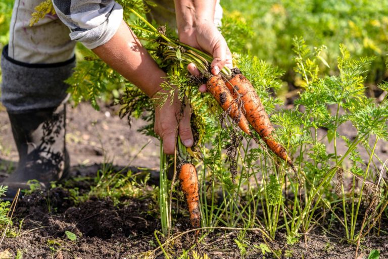 agroecologia recolectando zanahorias